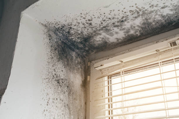 Trusted Commercial Mold Remediation service in Weston, NJ - Cheap Mold Removal